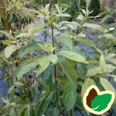Sharon frugt - Kakitræ - Diospyros Kaki