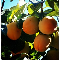 Sharon frugt - Kakitræ - Diospyros Kaki