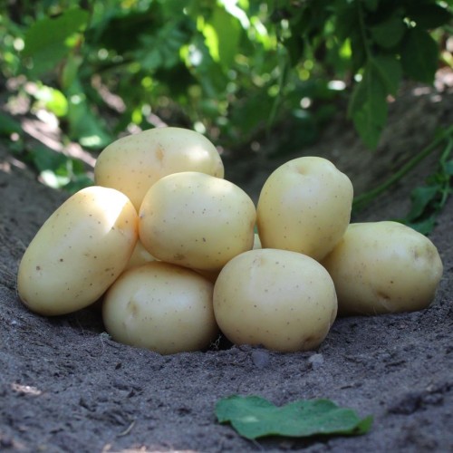 Pondus Læggekartofler 1,5 Kg. - Tidlig