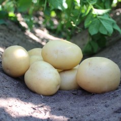 Ally Læggekartofler 1,5 Kg. - Middeltidlig