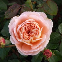 Rose Abraham Darby /...
