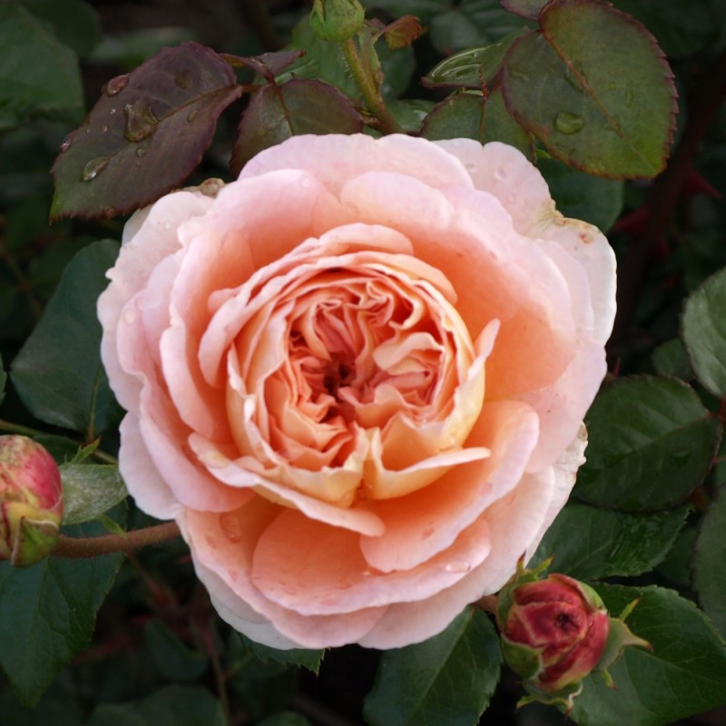 Rose Abraham Darby / Engelsk Rose