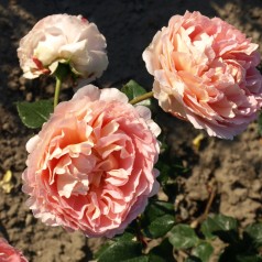 Rose Abraham Darby / Engelsk Rose