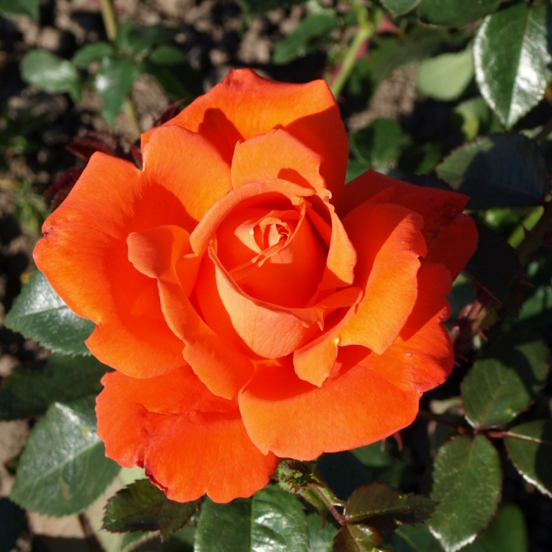 Rose Alexander / Storblomstret Rose