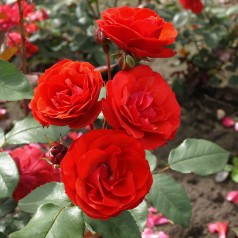 Rose Allotria - Buketrose