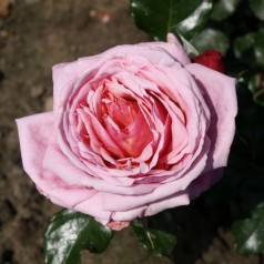 Rose Aloha / Slyngrose