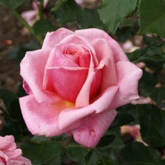 Rose Aloha / Slyngrose