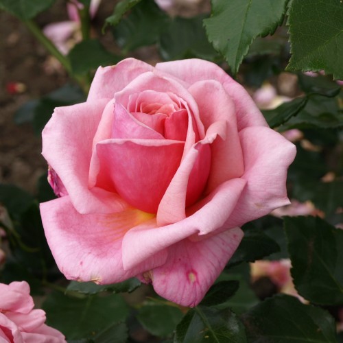 Rose Aloha / Slyngrose