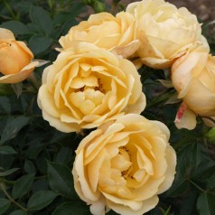 Rose Amber Cover - Bunddække roser Towne & Country