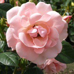 Rose Astrid Lindgren -...