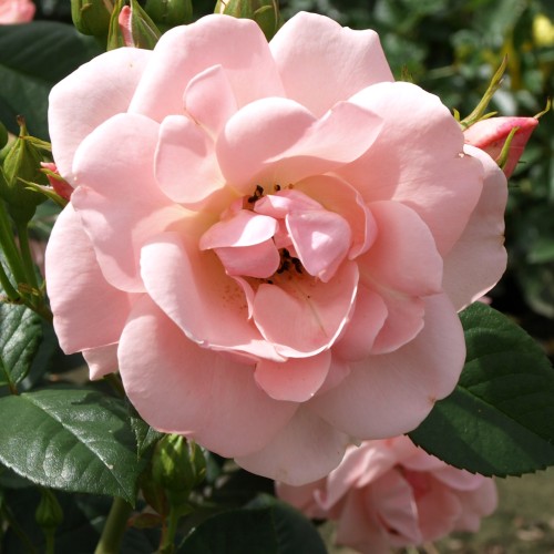 Rose Astrid Lindgren - Buketrose