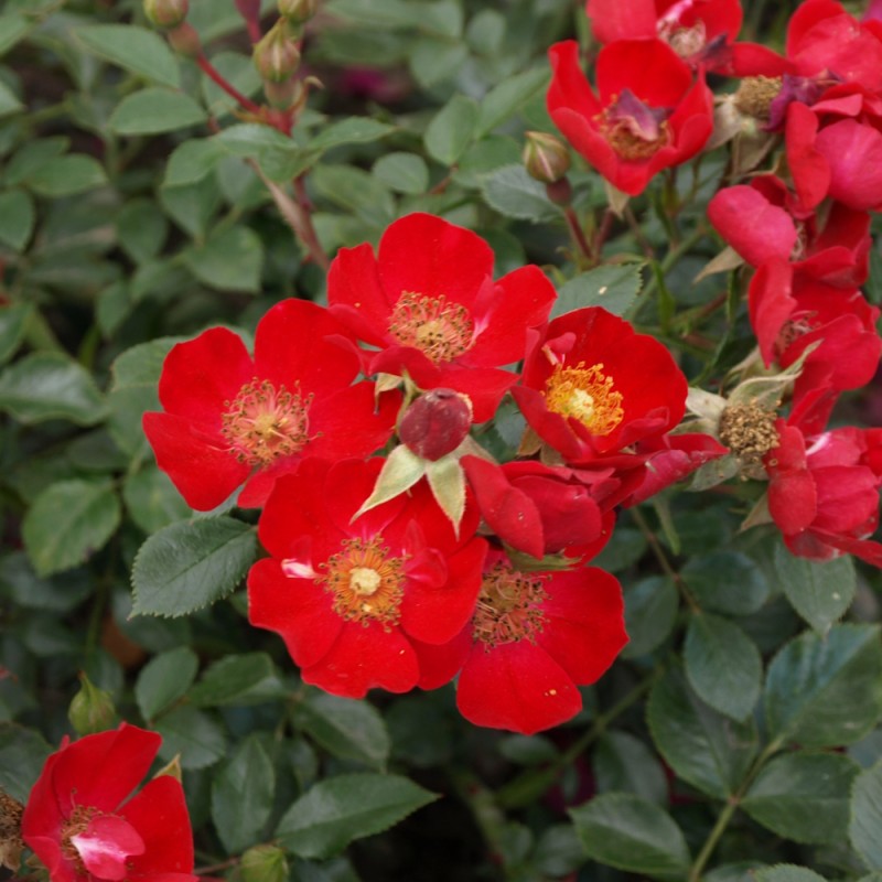 Rose Bassino / Buketrose rose