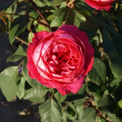 Rose Benjamin Britten - Engelsk Rose