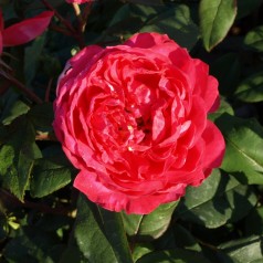 Rose Benjamin Britten -...