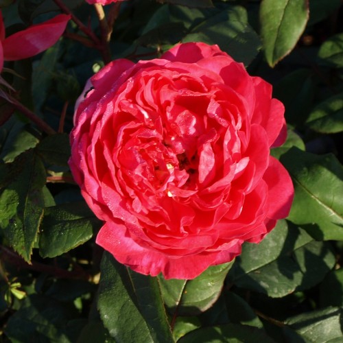 Rose Benjamin Britten - Engelsk Rose