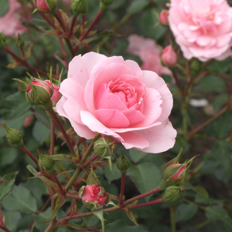 Rose Bonica - Buketrose