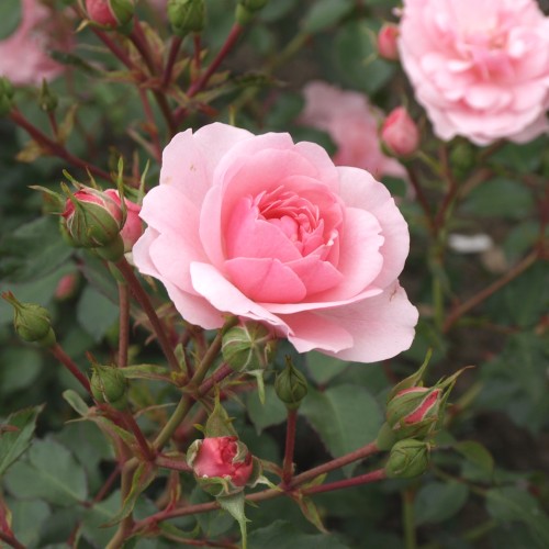 Rose Bonica - Buketrose