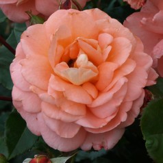 Rose Bonita Renaissance - Renaissance Rose / Barrods