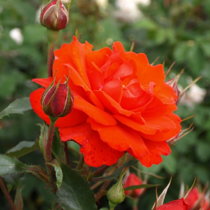 Rose Brillant / Slyngrose