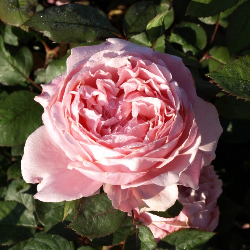 Rose Brother Cadfael - Engelsk Rose