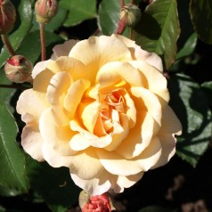 Rose Buff Beauty / Park Rose