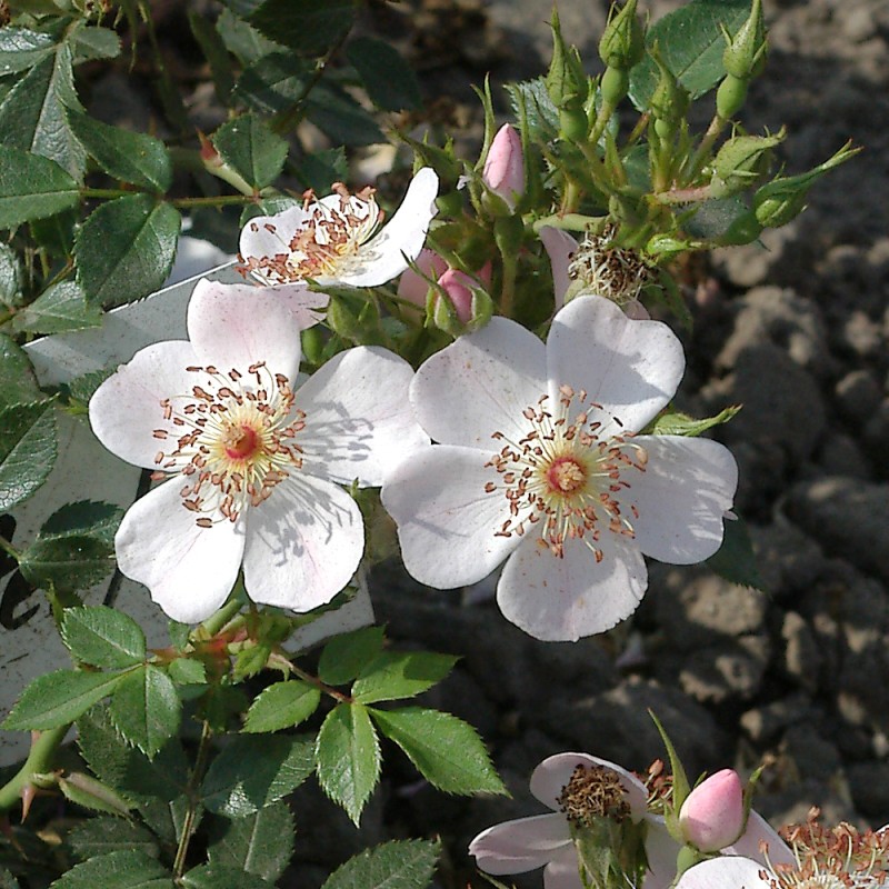 Rose Butterflies - Bunddække roser Towne & Country / Barrods