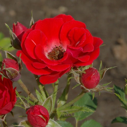 Rose Charming Cover - Bunddække roser Towne & Country