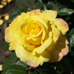 Rose Chinatown - Slyngrose