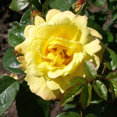 Rose Chinatown - Slyngrose