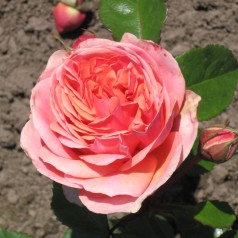 Rose Chippendale -...