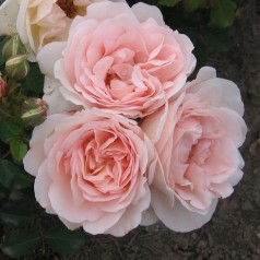 Rose Clair Renaissance - Renaissance Rose