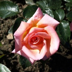 Rose Compassion - Historisk...