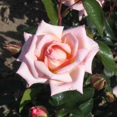Rose Compassion - Historisk Rose