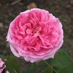 Rose Comte De Chambord - Buskrose