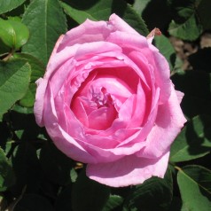 Rose Comte De Chambord -...