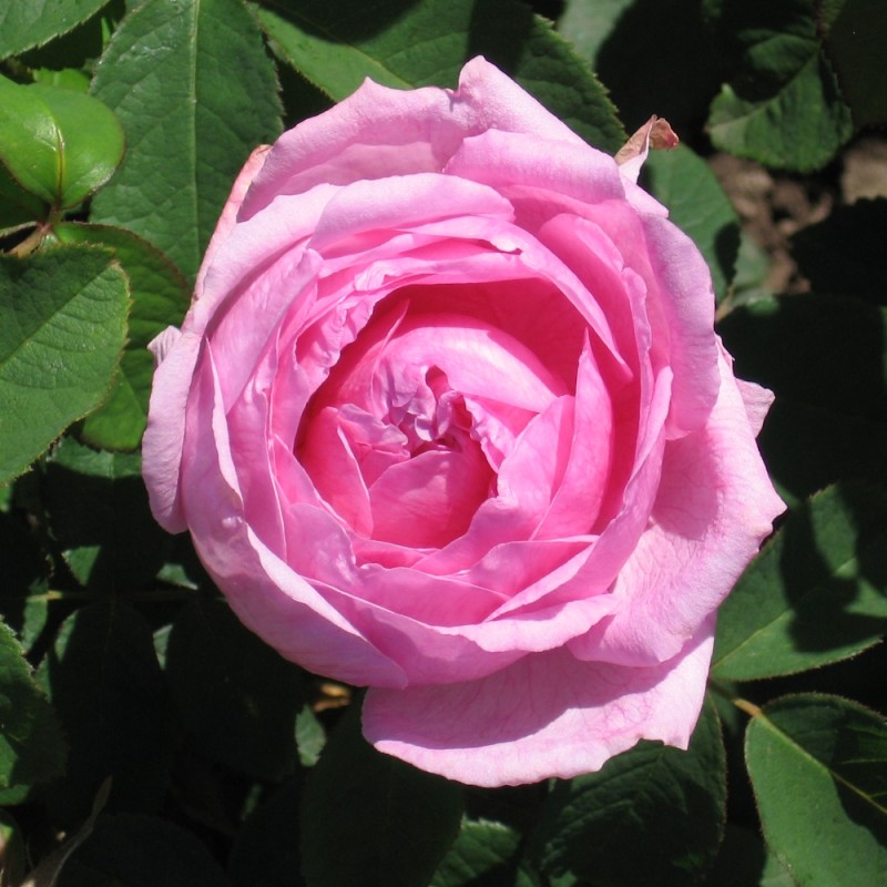Rose Comte De Chambord - Buskrose