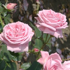 Rose Coral Dawn - Slyngrose