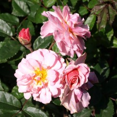 Rose Cornelia / Busk Rose