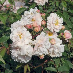 Rose Cornelia / Busk Rose