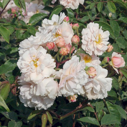 Rose Cornelia / Busk Rose