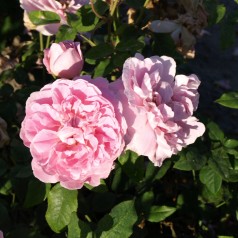 Rose Cottage Rose / Engelsk Rose