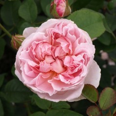 Rose Cottage Rose / Engelsk...