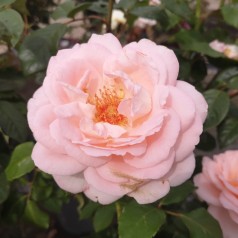 Rose Clair Renaissance -...