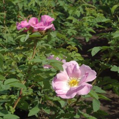 Rose Coupe d´Hebe / Historisk rose