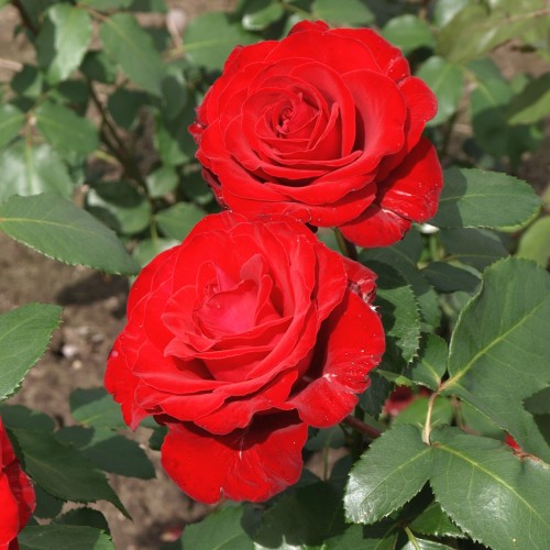 Rose Courage / Storblomstret Rose