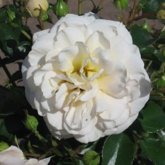 Rose Crystal Palace / Palace Rose