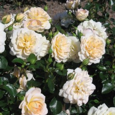Rose Crystal Palace / Palace Rose