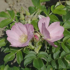 Rose Fru Dagmar Hastrup -...