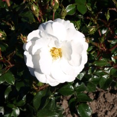 Rose Diamond Border - Bunddække roser Towne & Country