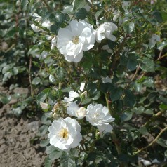 Rose Diamond Border - Bunddække roser Towne & Country